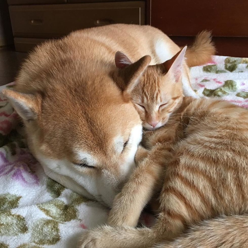Kitten Who Needed A Home Finds New Brother In A Dog Who