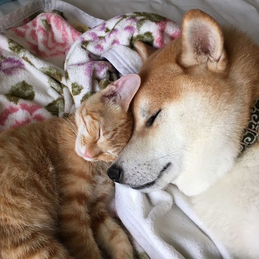 Kitten Who Needed A Home Finds New Brother In A Dog Who