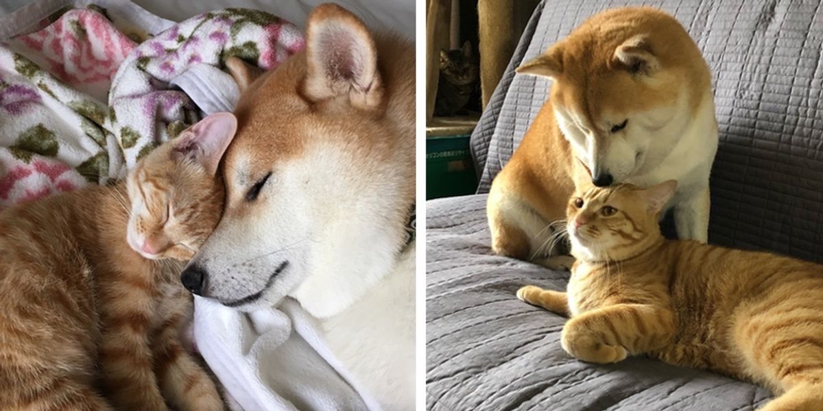 Kitten Who Needed A Home Finds New Brother In A Dog Who