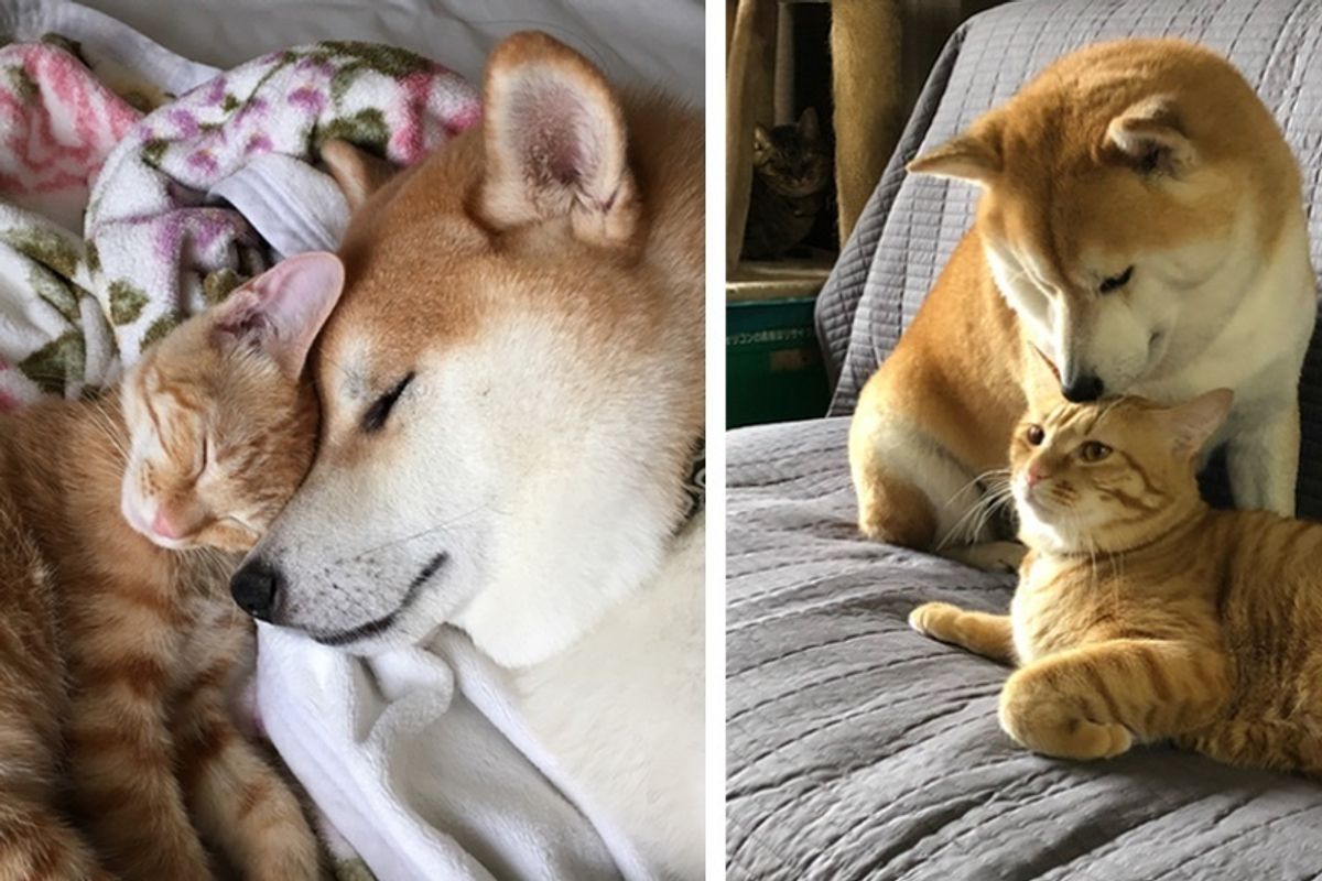 Kitten Who Needed a Home Finds New Brother in a Dog Who Needed a Cat.