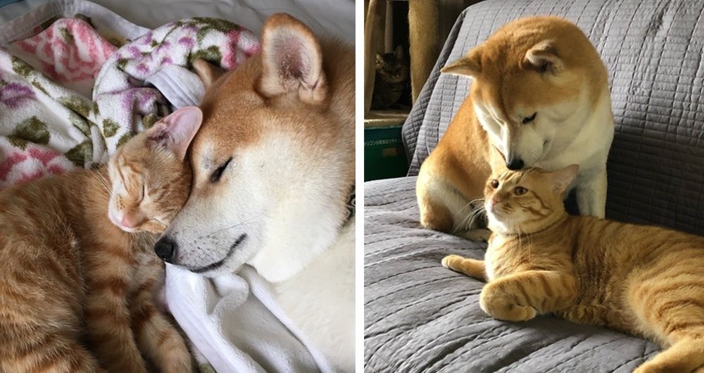 do shibas get along with cats
