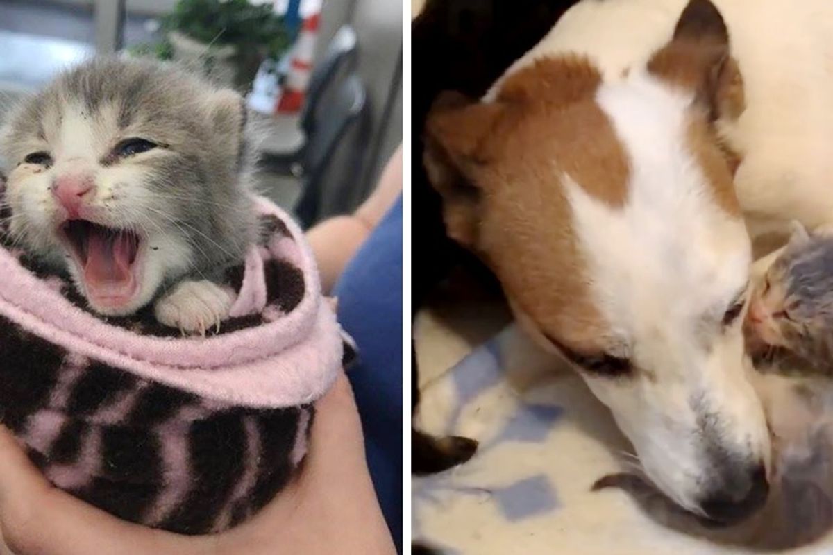 Orphaned Kitten Wouldn't Stop Crying Until She Found an Unlikely Mom, Now 4 Months Later.