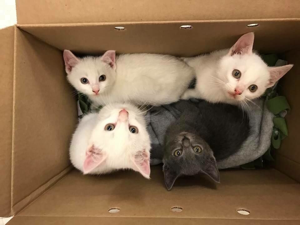 Семья Котов Фото