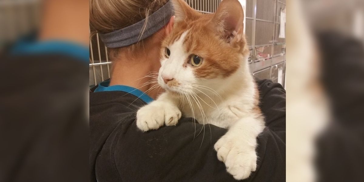 Cat with 24 Toes Came to Shelter and Couldn't Get Enough of Cuddles