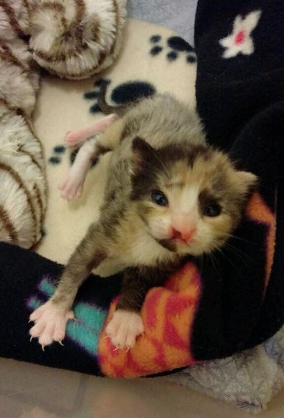 Couple Saves Tiny Calico Kitten Born with Cleft Lip and Turns Her Life