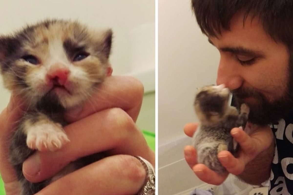 Couple Saves Tiny Calico Kitten Born with Cleft Lip and Turns Her Life Around..