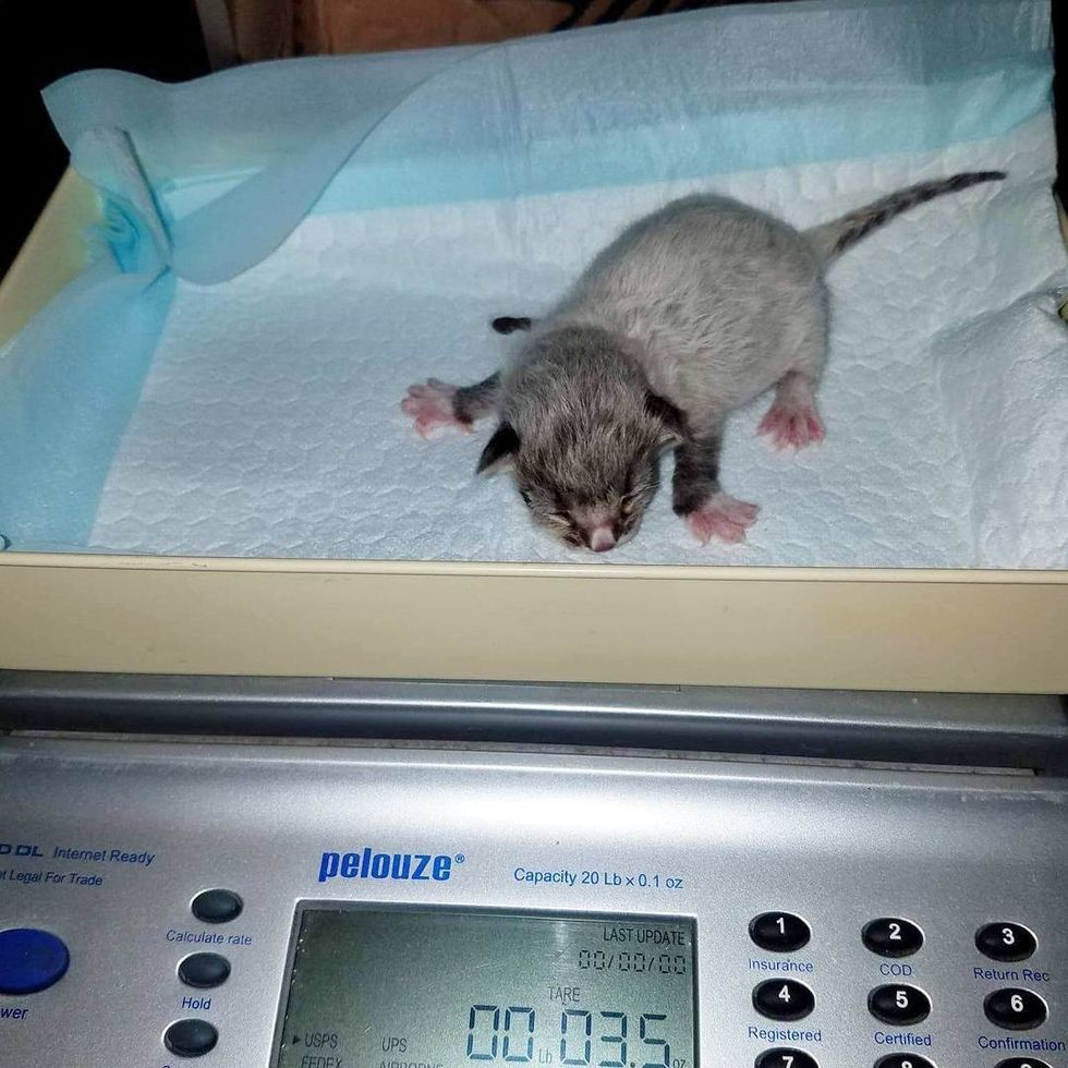 7 Kittens Born with "Fever Coat", Their True Colors Begin to Show As