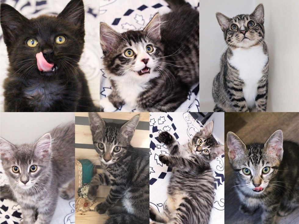 7 Kittens Born with "Fever Coat", Their True Colors Begin to Show As