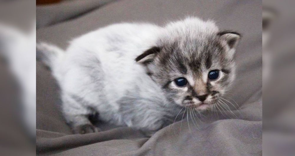 7 Kittens Born with "Fever Coat", Their True Colors Begin to Show As They Grow.