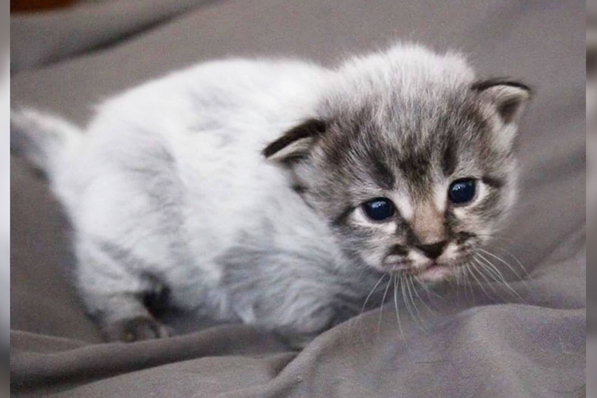 7 Kittens Born with "Fever Coat", Their True Colors Begin to Show As They Grow.