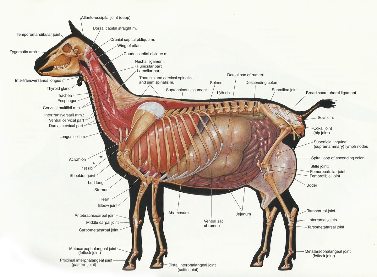 Anatomy of a Goat