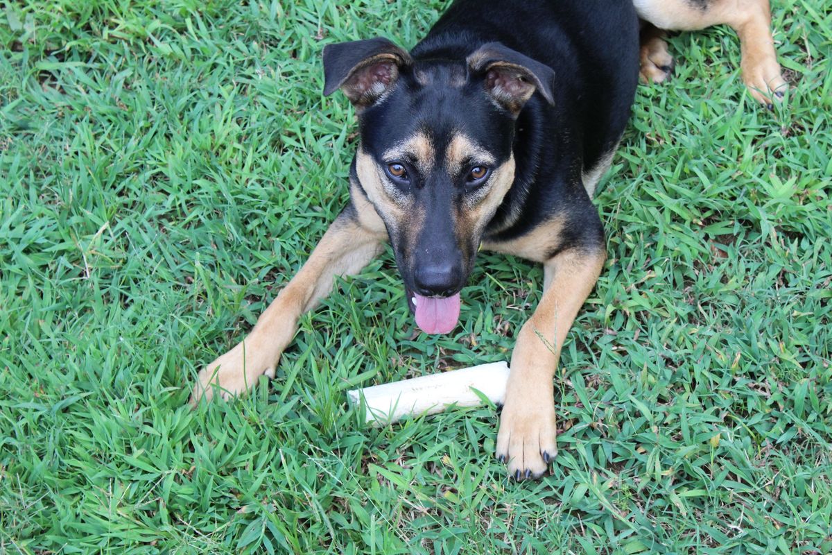 Why Pet Adoption Is The Best Option