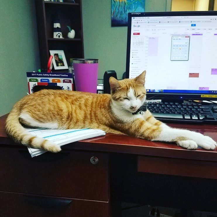 The Long Paw Of The Law: Cat Helps Port Lavaca Police Department Build  Community