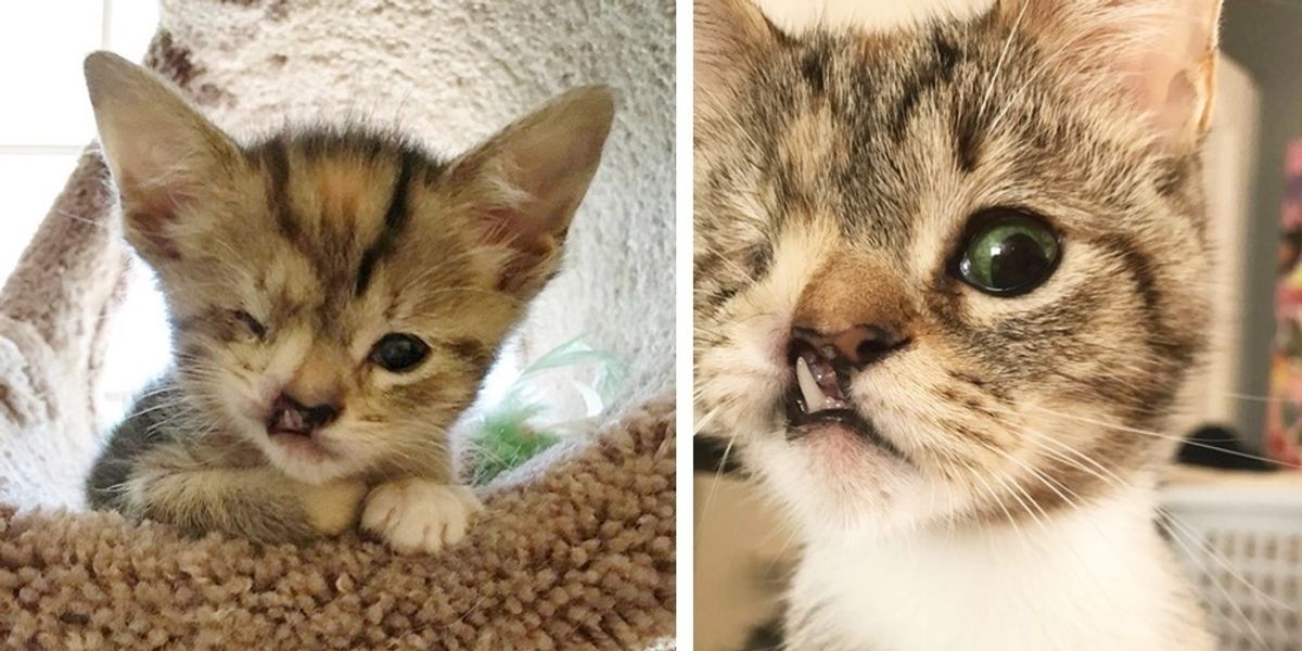 Подросший котёнок. Коты до и после спасения. Котенок станет. Котенок станет. Котенок станет.