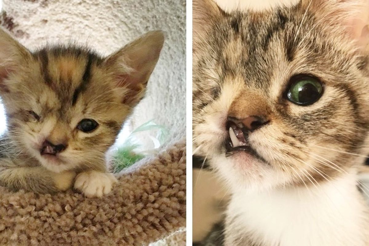 Couple Gives One-eyed Kitten with Snaggletooth a Chance While Others Say It Isn't "Worth It".