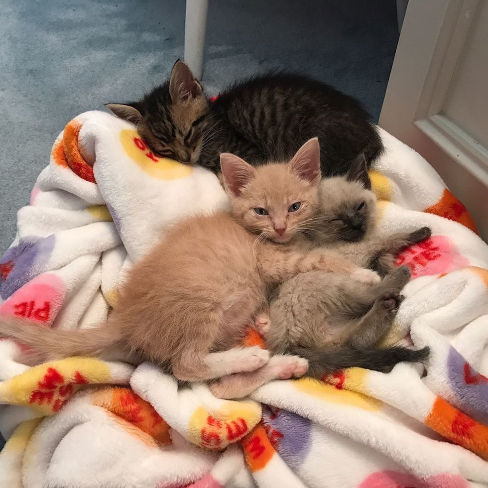 Kitten Comforts His Bonded Little Sister and Helps Her Heal with