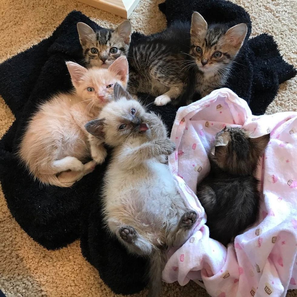 Kitten Comforts His Bonded Little Sister and Helps Her Heal with