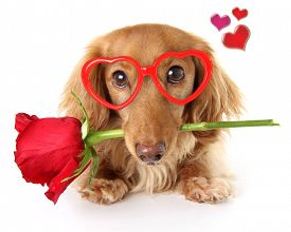 weiner dog valentines day images