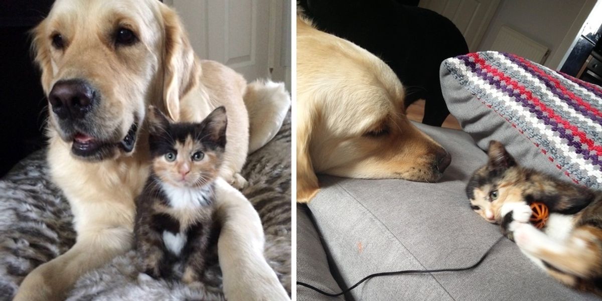 2 Dogs Try to Win a Calico Kitten's Heart and Become Her Protective ...