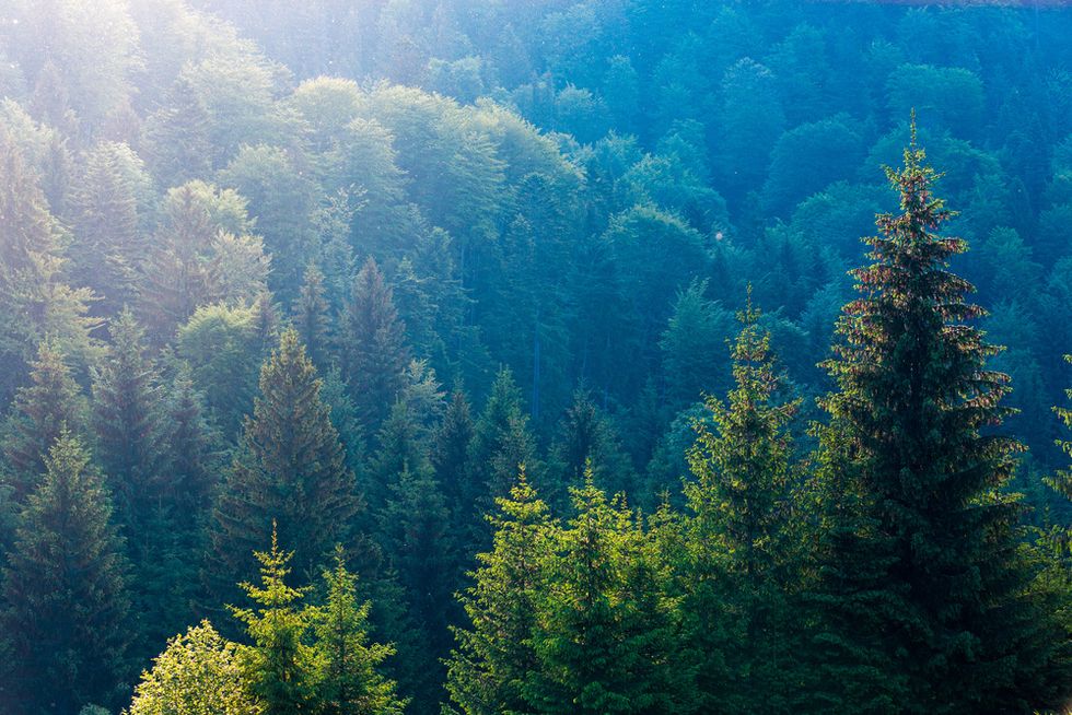 Fir Tree