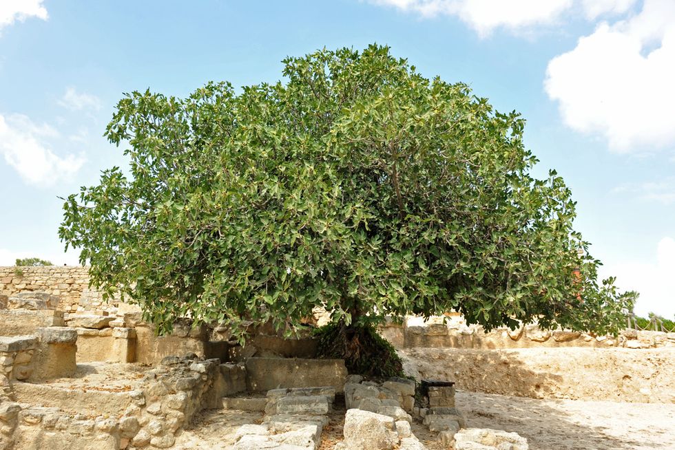 Fig Tree