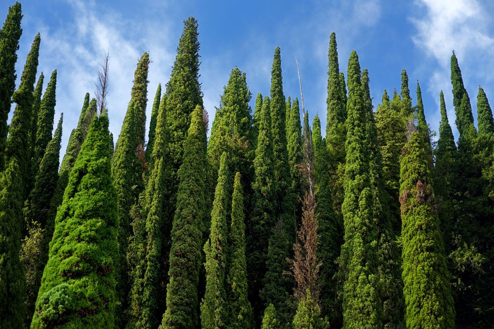 Cypress Tree