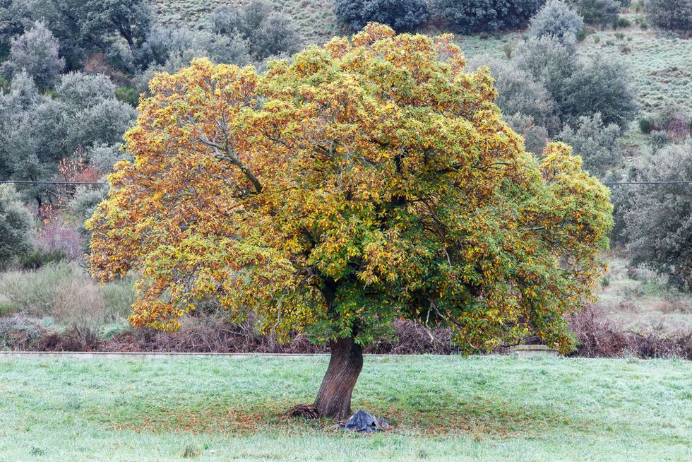 Chestnut Tree
