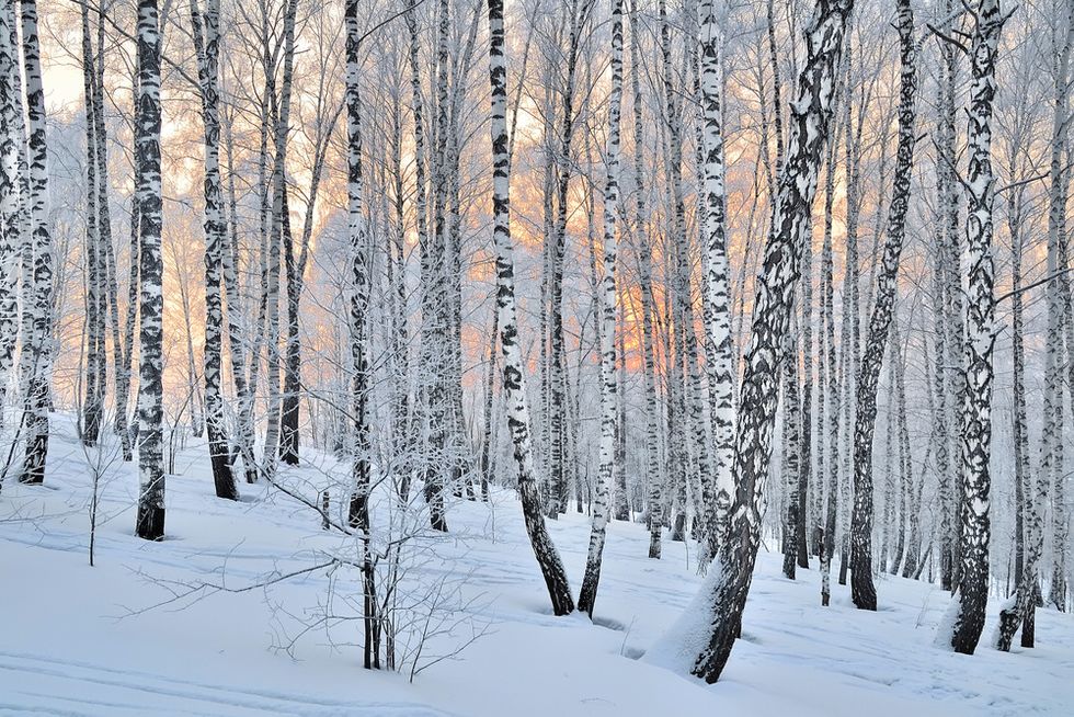 Birch Tree