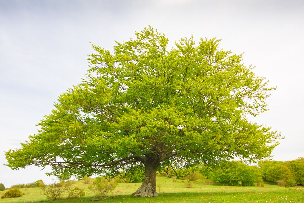 Beech Tree