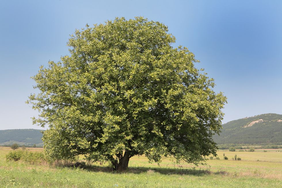 Walnut Tree
