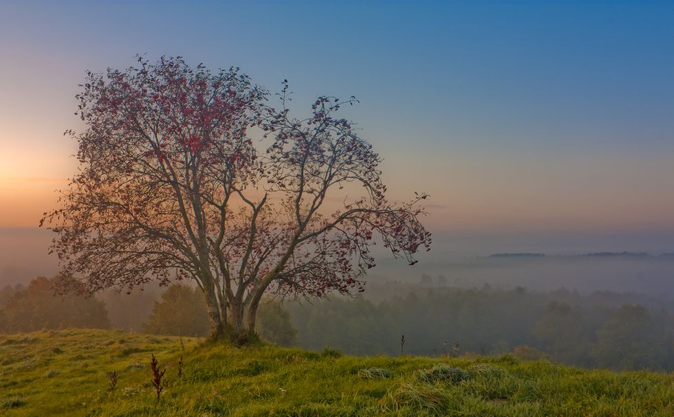 Rowan Tree