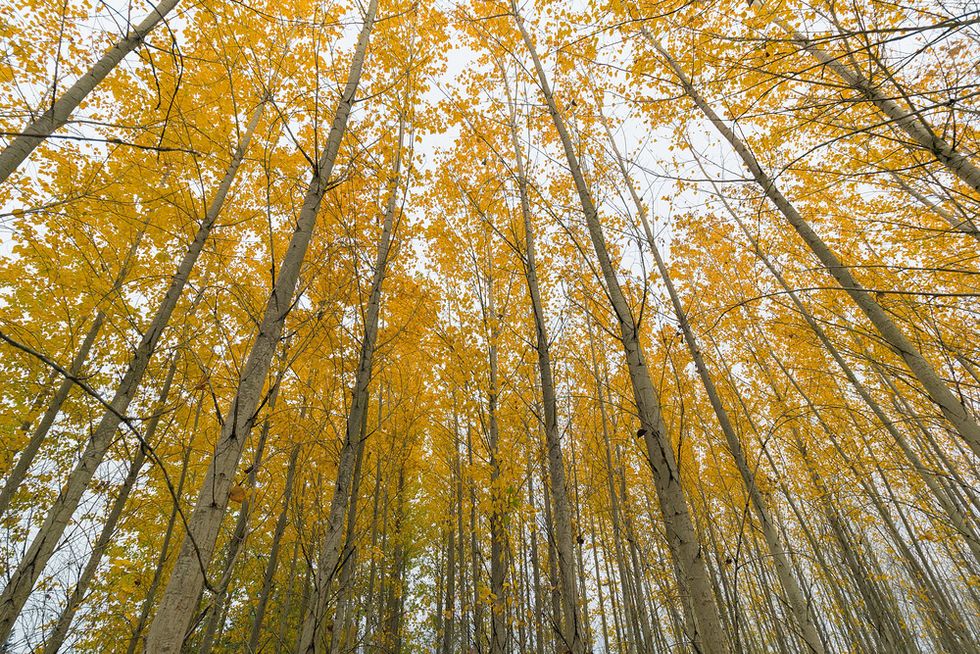 Poplar Tree