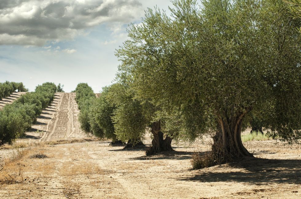 Olive Tree