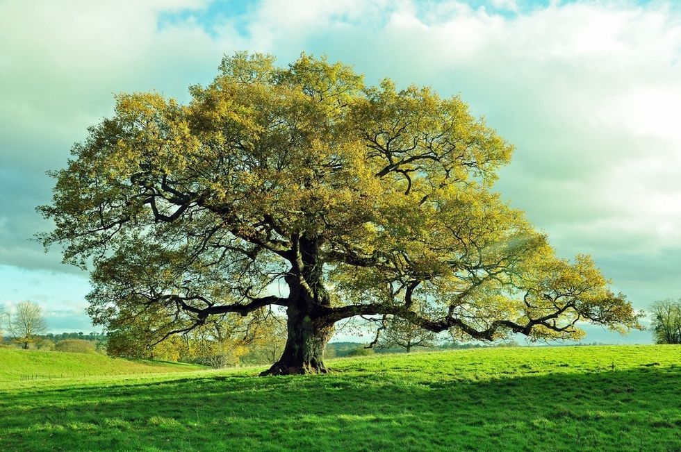 Oak Tree