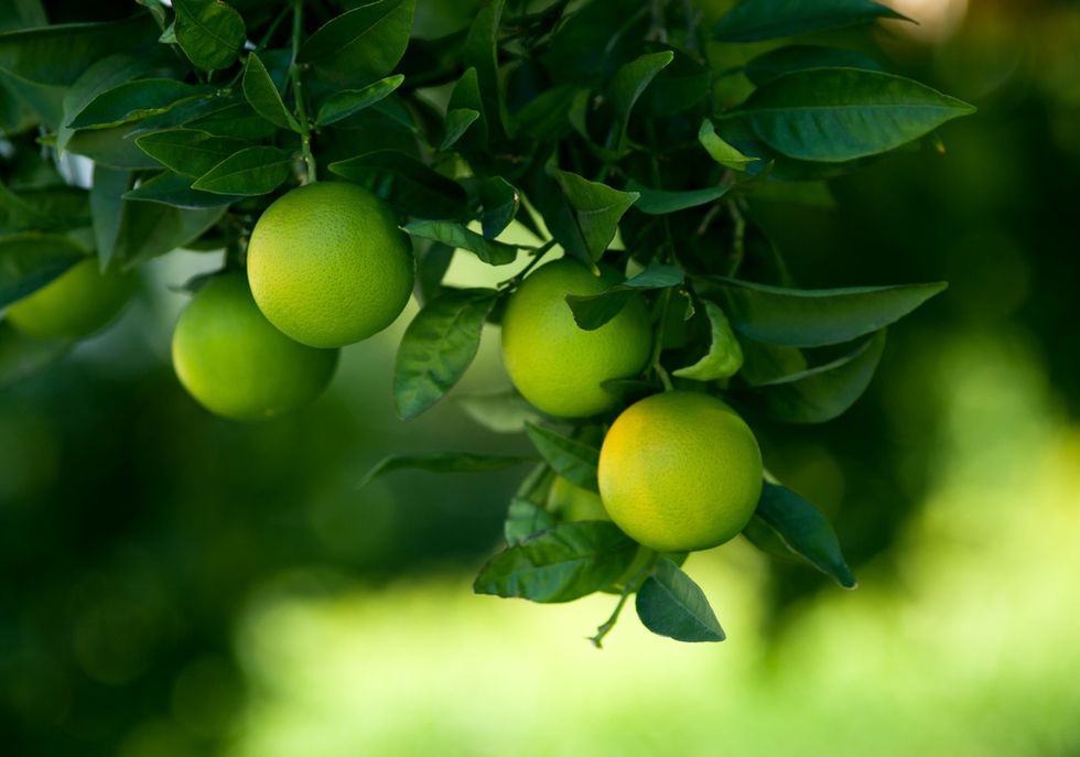 Lime Tree