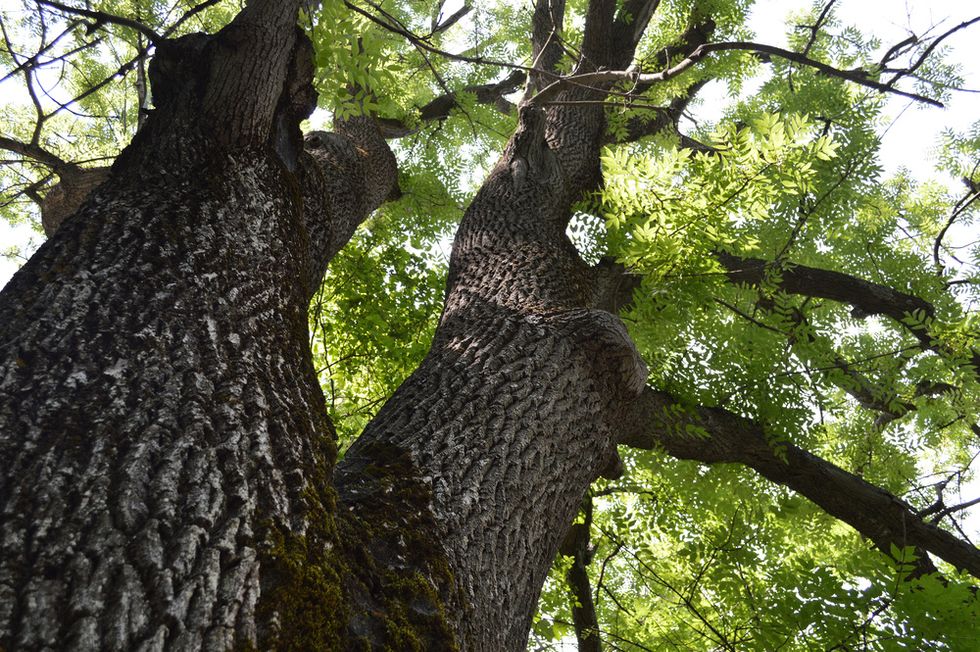 Ash Tree