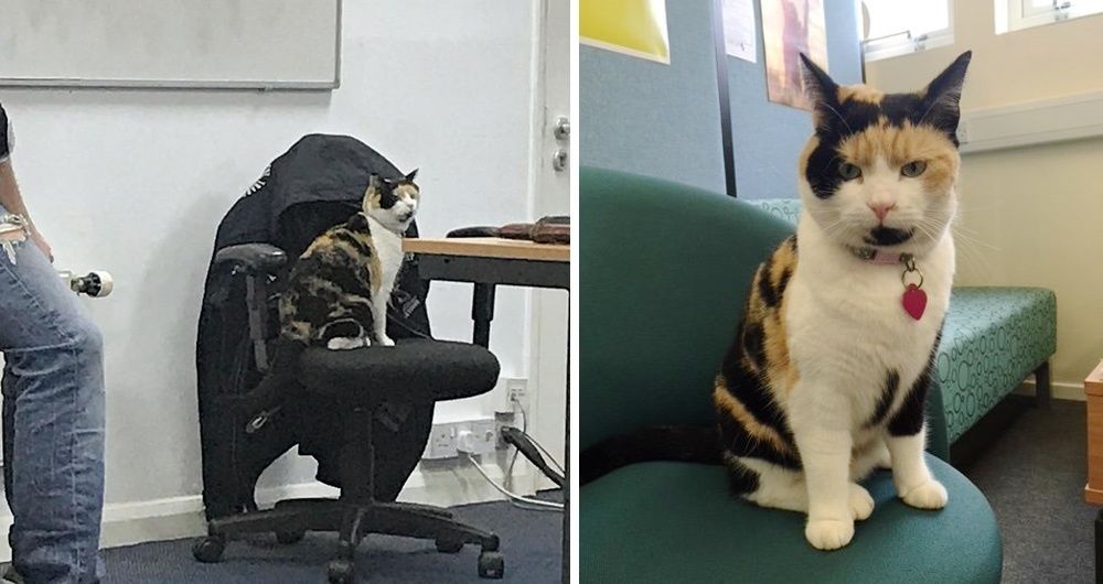 Calico Cat Becomes Students' Favorite 