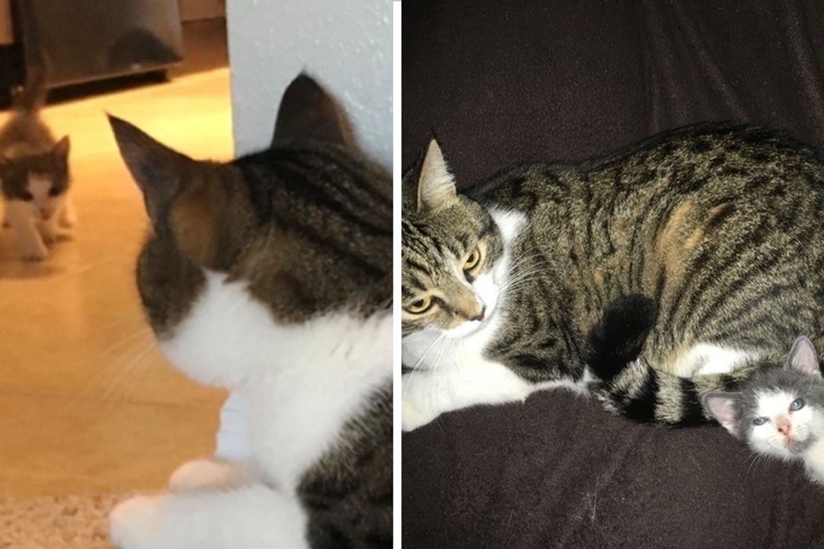 Kitten Saved After Storm, Finds Love in Older Cat and Won't Let Him Go, Now 4 Months Later.