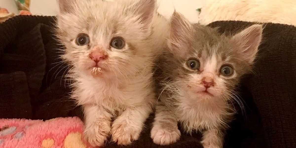 Rescue Kitten No One Thought Would Survive, Fights Alongside His Siblings, Now 4 Months Later