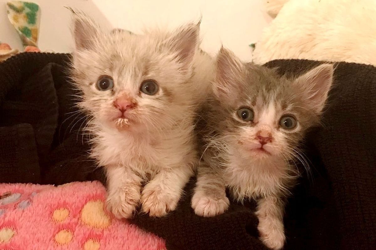 Rescue Kitten No One Thought Would Survive, Fights Alongside His Siblings, Now 4 Months Later.