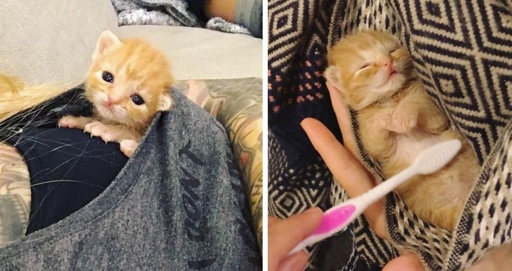 Kitten Brought into a Store Meows for Help and Gets Rescued Just in Time Now 2 Months Later. Love Meow