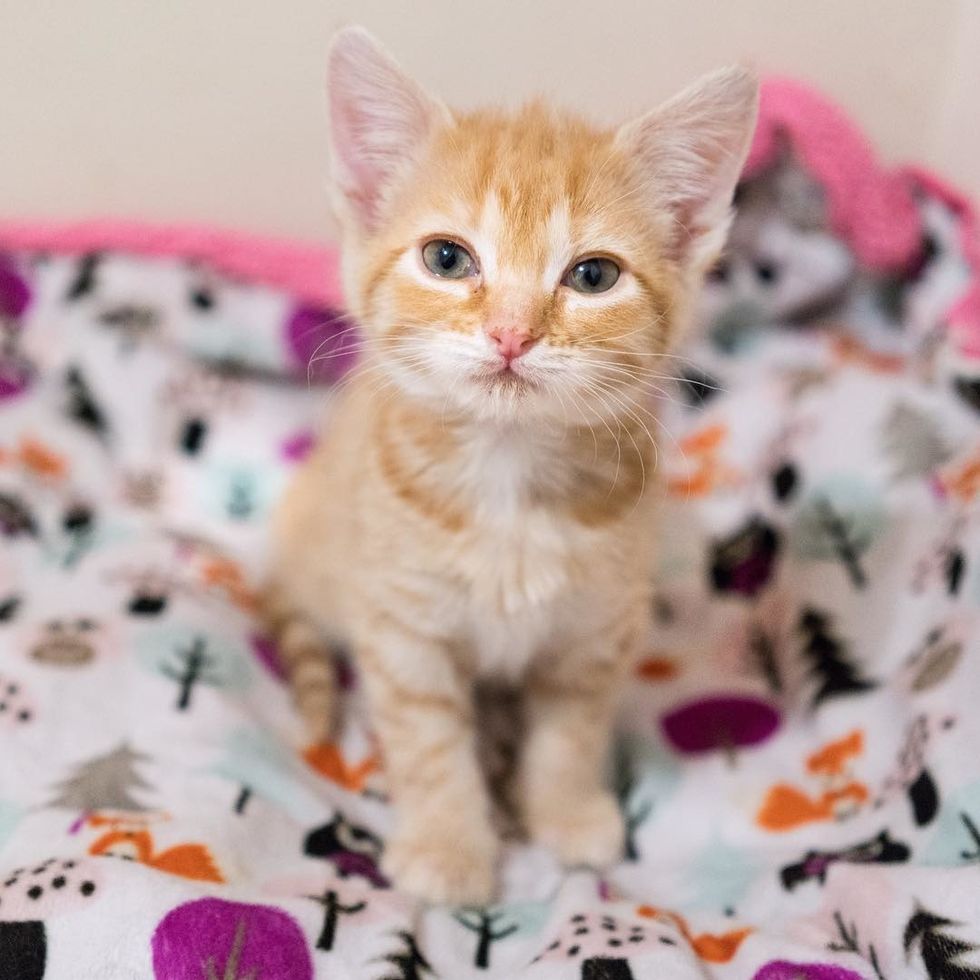 Kitten Brought Into A Store Meows For Help And Gets Rescued Just In Time Now 2 Months Later Love Meow