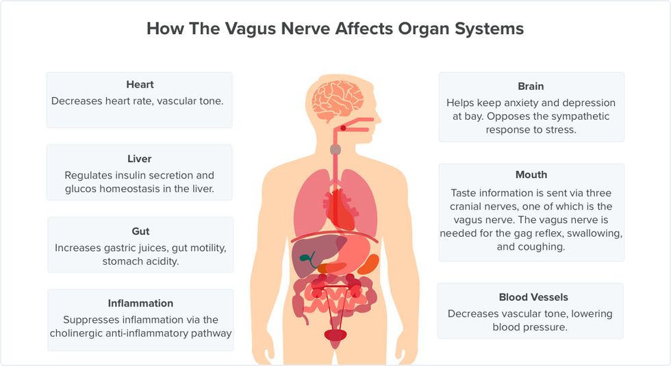 11 Symptoms Of Vagus Nerve Dysfunction 6820
