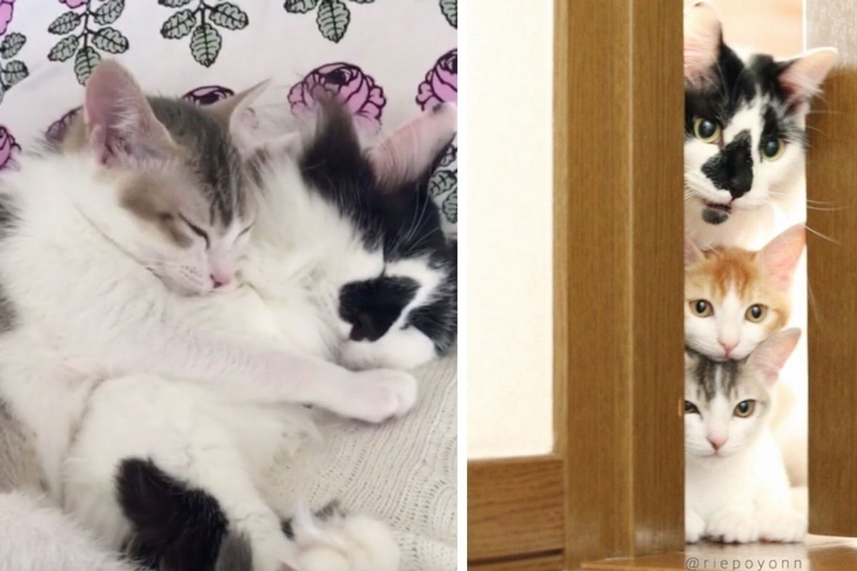 Male Cat Nurtures Two Rescue Kittens and Raises Them into Beautiful Cats.