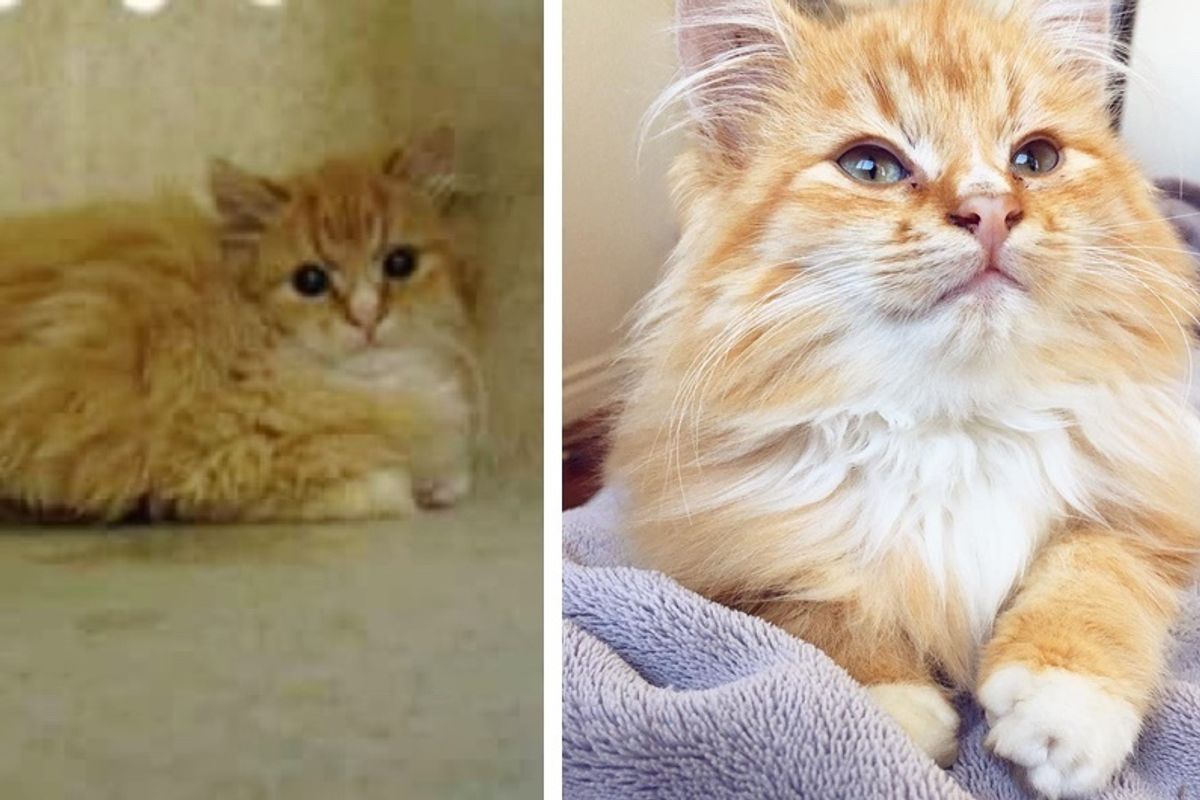 Man Saves Kitten Who Was Deemed “Too Feral” and Discovers What a Lovebug He is!