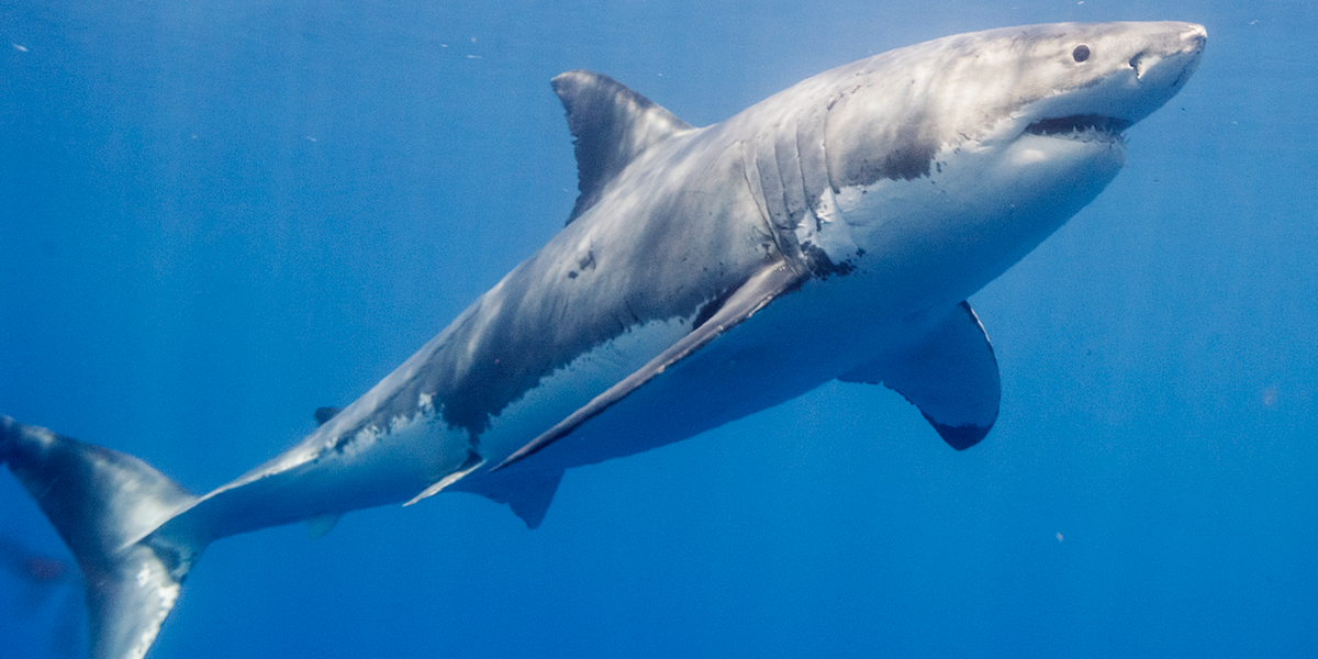 Shark Donations Skyrocket Because Trump Wants Them Dead