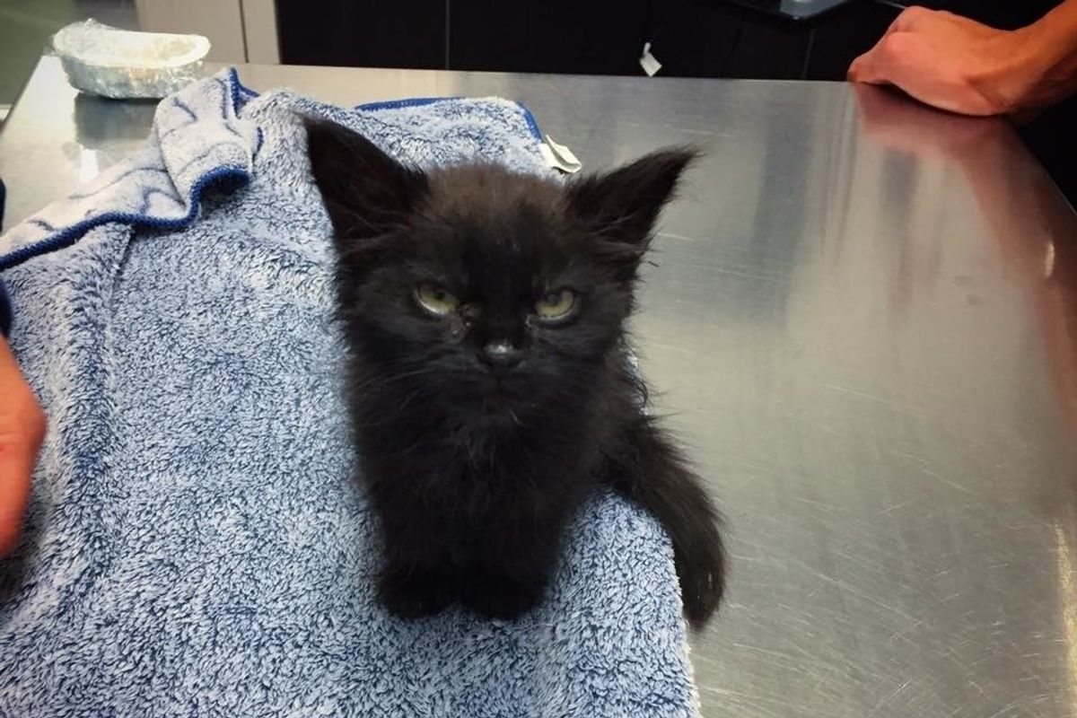 Kitten Couldn't Grow Until a Woman Took a Chance on Her and Turned Her