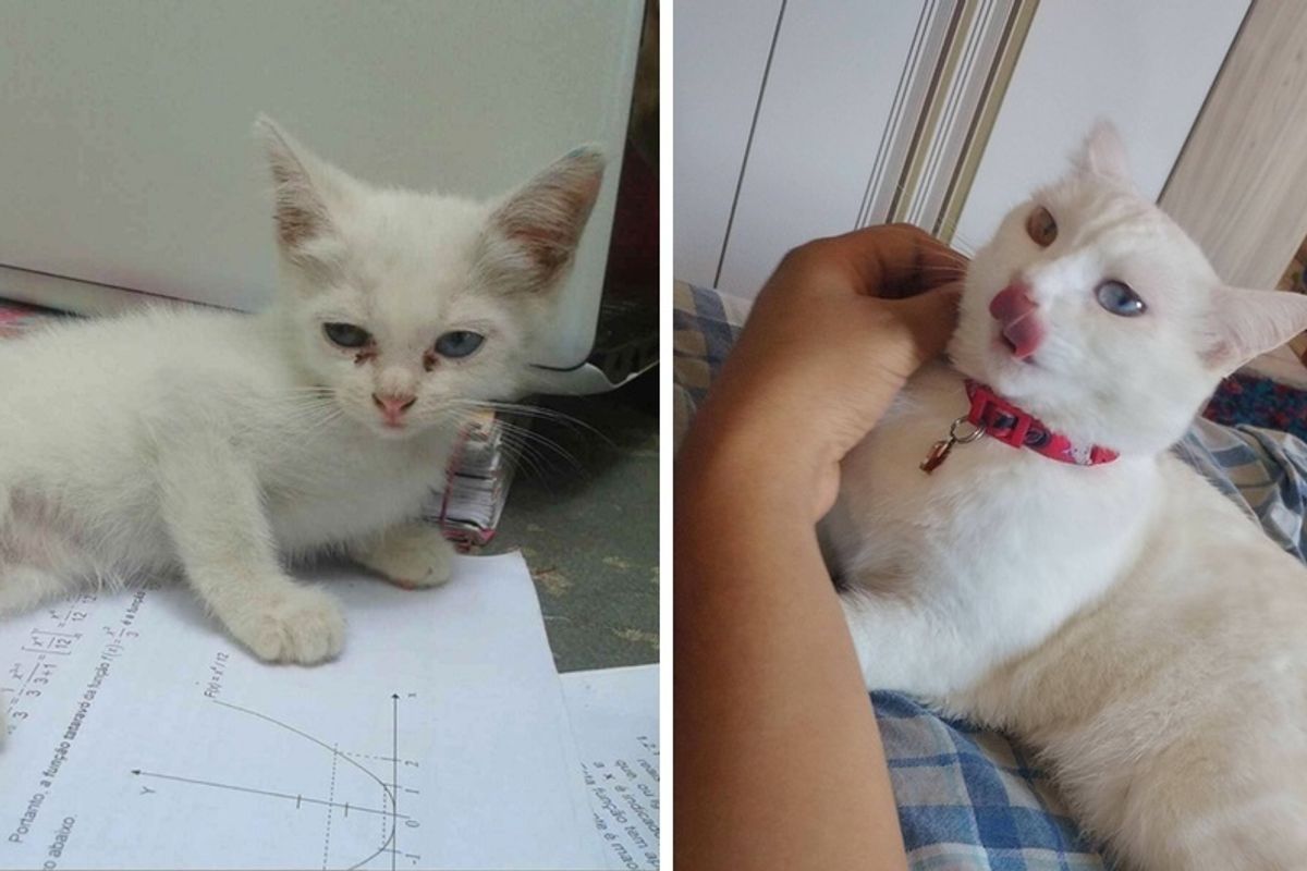 Stray Kitten Walked Up To Young Man and Decided to Be His "Study Buddy", Now 2 Years Later.
