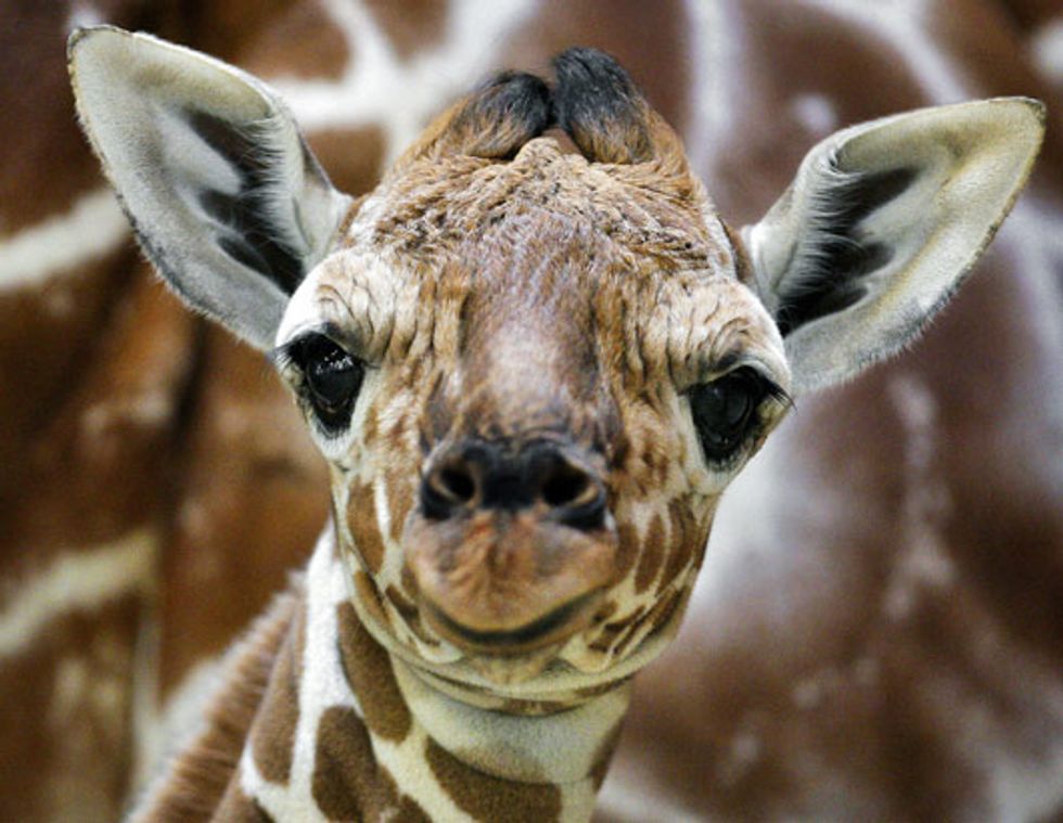 10 Reasons Giraffes Are Easily The Most Amazing Animals In The World