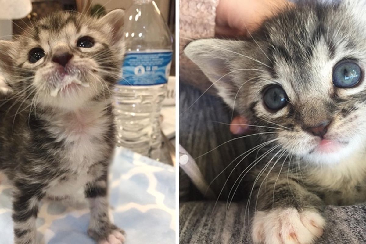 Kitten, Only Survivor in His Litter, Beats the Odds and Surprises Everyone With His Fight.